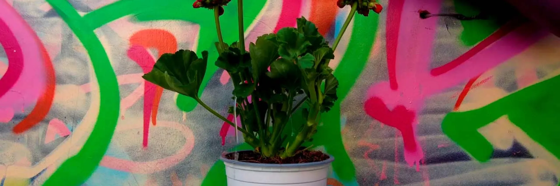 Proyecto "Bueno es cilantro, no tanto"