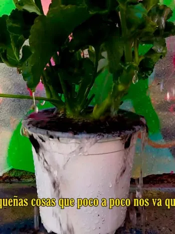 Cortometraje "Bueno es el cilantro, pero no tanto"