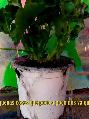 Cortometraje "Bueno es el cilantro, pero no tanto"