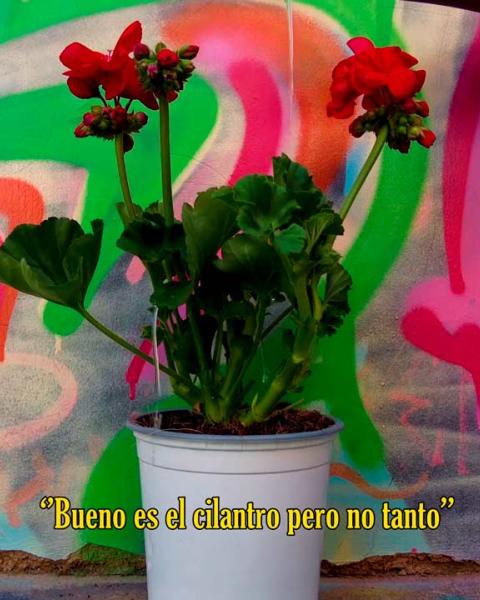 Proyecto "Bueno es cilantro, no tanto"